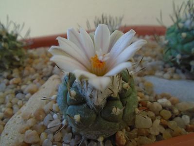 Turbinicarpus hibrid