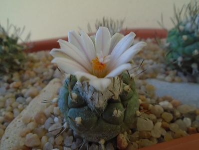 Turbinicarpus hibrid