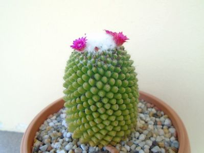 Mammillaria polythele cv. Stachellos