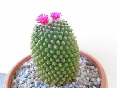 Mammillaria polythele cv. Stachellos