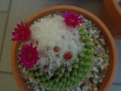 Mammillaria polythele cv. Stachellos