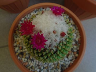 Mammillaria polythele cv. Stachellos