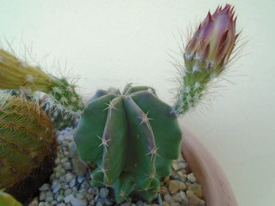 Echinocereus subinermis