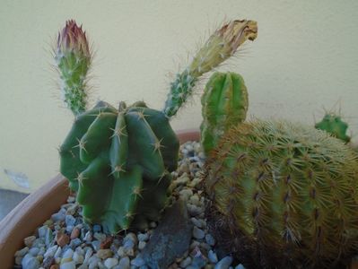 Echinocereus subinermis