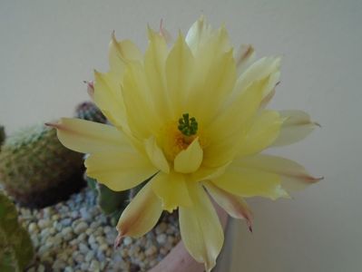 Echinocereus subinermis