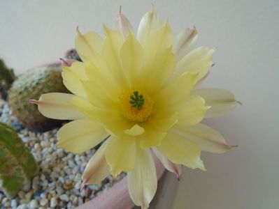 Echinocereus subinermis