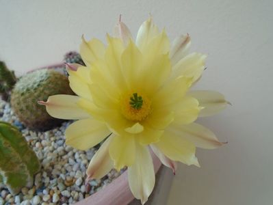 Echinocereus subinermis