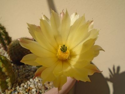 Echinocereus subinermis