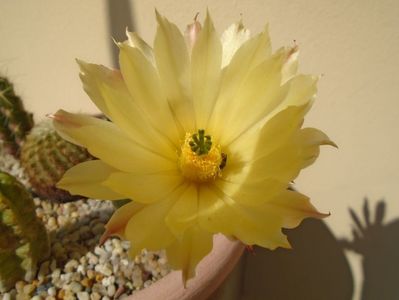 Echinocereus subinermis