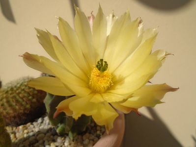 Echinocereus subinermis