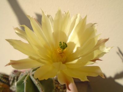 Echinocereus subinermis