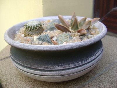 Turbinicarpus pseudopectinatus & Ariocarpus retusus