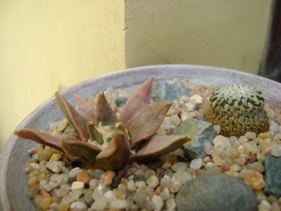 Turbinicarpus pseudopectinatus & Ariocarpus retusus