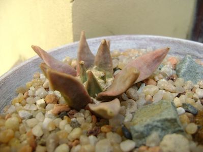 Ariocarpus retusus