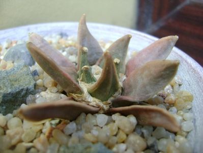 Ariocarpus retusus