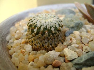 Turbinicarpus pseudopectinatus