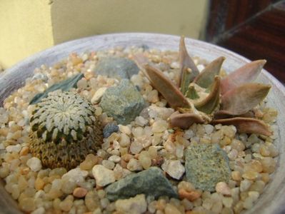 Turbinicarpus pseudopectinatus & Ariocarpus retusus