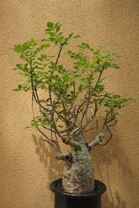 Bursera sp.