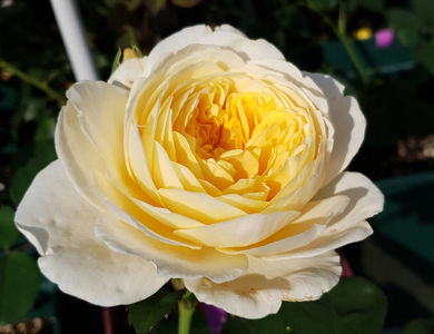 Charlotte (Tufa); Average rating: EXCELLENT-.  
Light yellow Shrub.
Registration name: AUSpoly
Bred by David C. H. Austin (1926-2018) (United Kingdom, before 1992).
Introduced in United Kingdom by David Austin Roses Li
