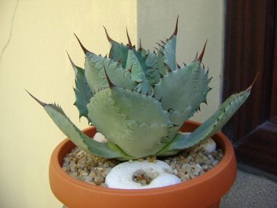 Agave guadalajarana; replantata in 18 iul. 2019
