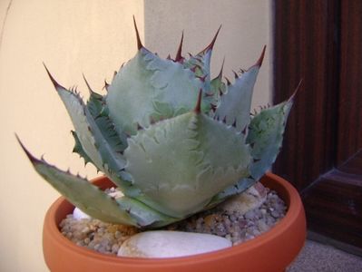 Agave guadalajarana; replantata in 18 iul. 2019
