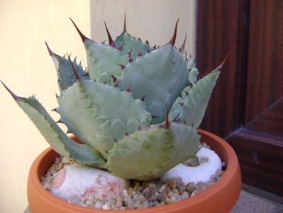 Agave guadalajarana; replantata in 18 iul. 2019
