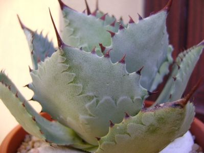 Agave guadalajarana; replantata in 18 iul. 2019
