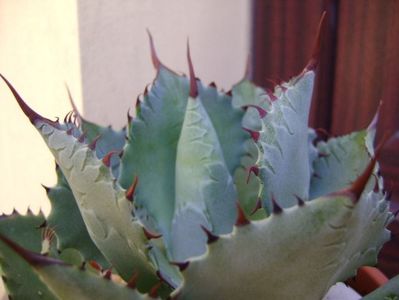 Agave guadalajarana; replantata in 18 iul. 2019
