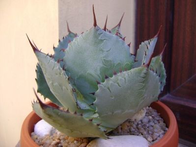 Agave guadalajarana; replantata in 18 iul. 2019
