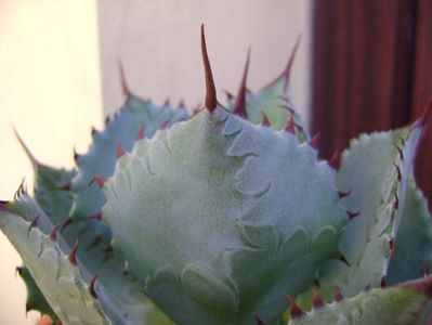 Agave guadalajarana; replantata in 18 iul. 2019
