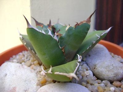 Agave titanota; replantata in 18 iul. 2019
