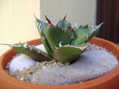 Agave titanota; replantata in 18 iul. 2019
