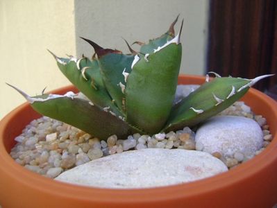 Agave titanota; replantata in 18 iul. 2019
