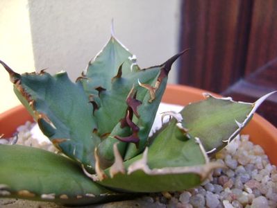 Agave titanota; replantata in 18 iul. 2019
