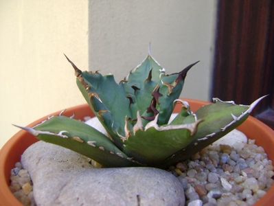 Agave titanota; replantata in 18 iul. 2019
