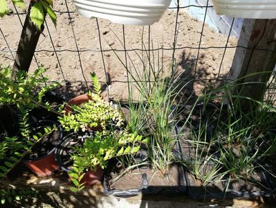 Pennisetum alopecuroides 4 ron/buc