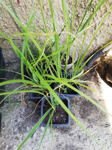 Pennisetum alopecuroides 4 ron /buc