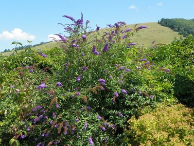 buddleja Empire Blue