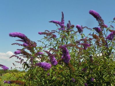 buddleja Empire Blue