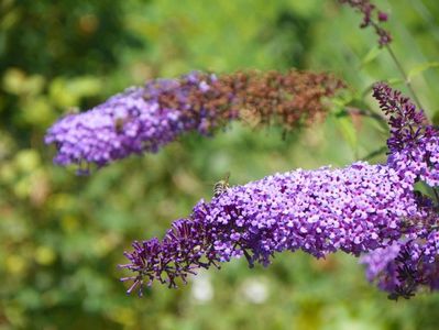 buddleja Empire Blue