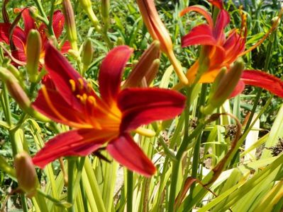 hemerocallis Crimson Pirate