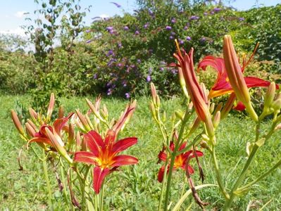 hemerocallis Crimson Pirate