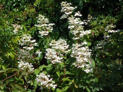 hydrangea pan. Wim's Red