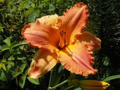 hemerocallis Senegal