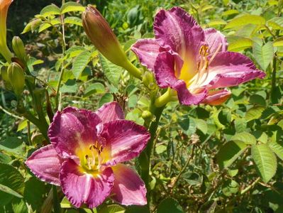 hemerocallis Entrapment