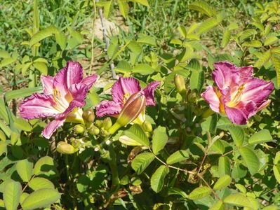 hemerocallis Entrapment