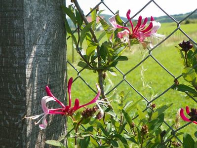 lonicera Serotina