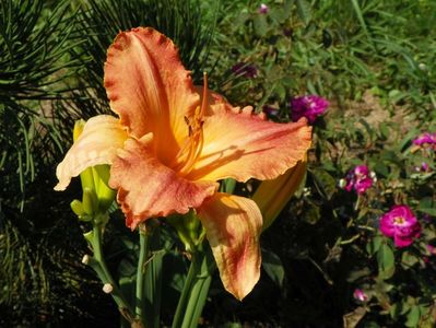 hemerocallis Senegal