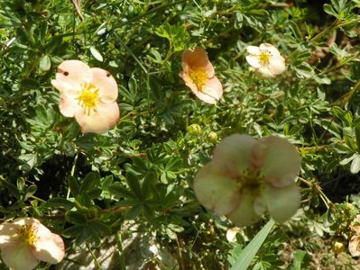 potentilla Sunset