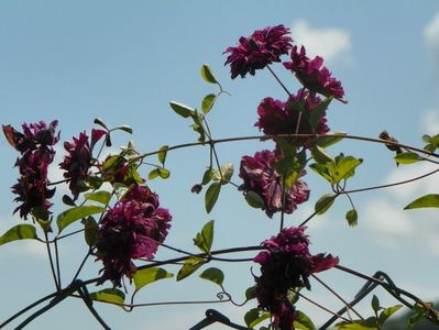 clematis Purpurea Plena Elegans